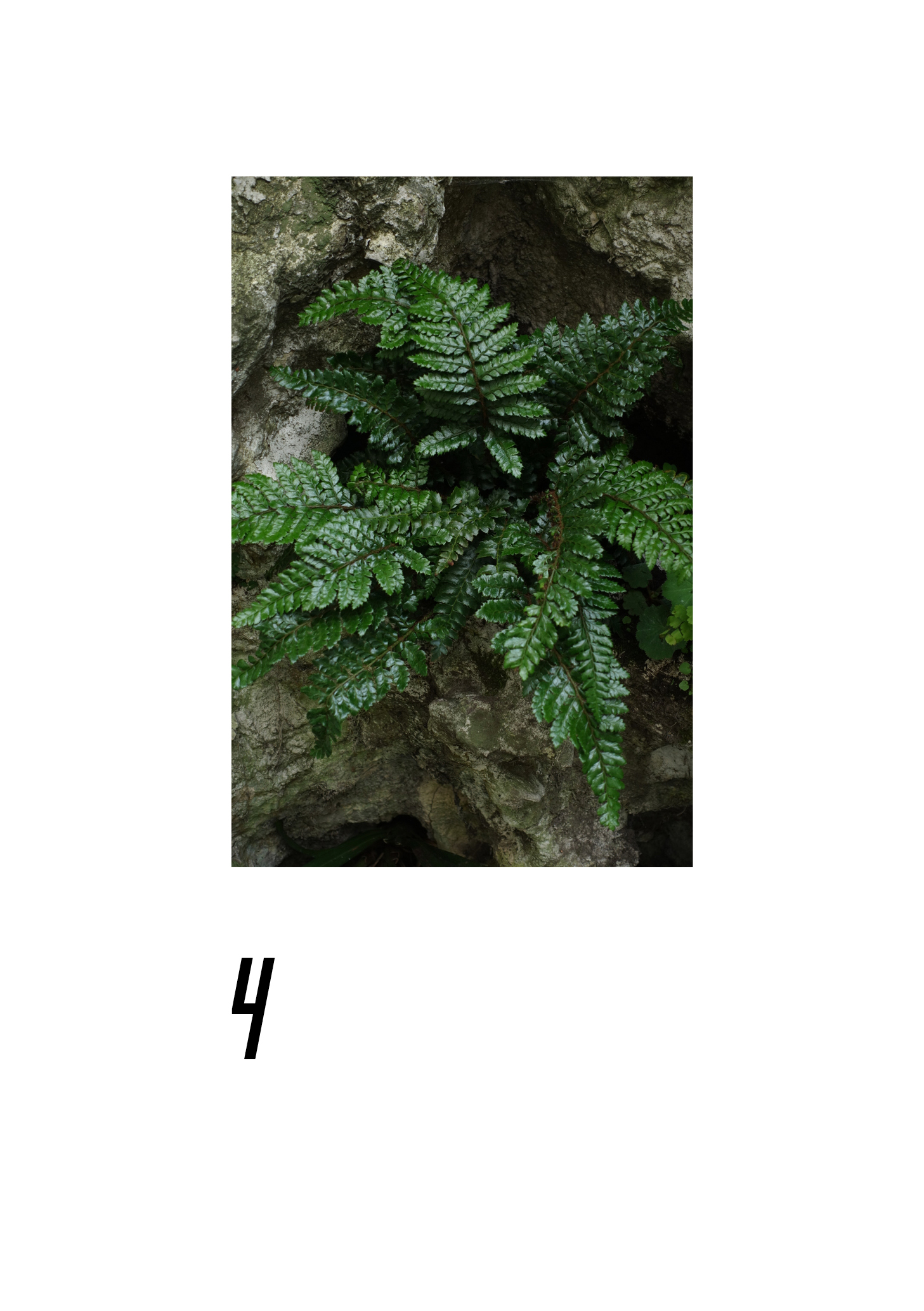 Sico Carlier VARIEGATED